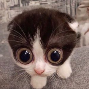 Meet your Posher, Sam